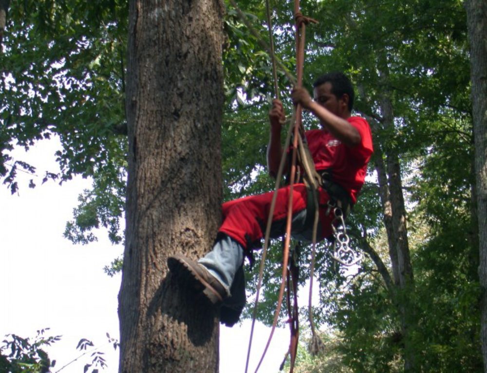 Atlanta Tree Removal With Crane Omar and Brothers Tree